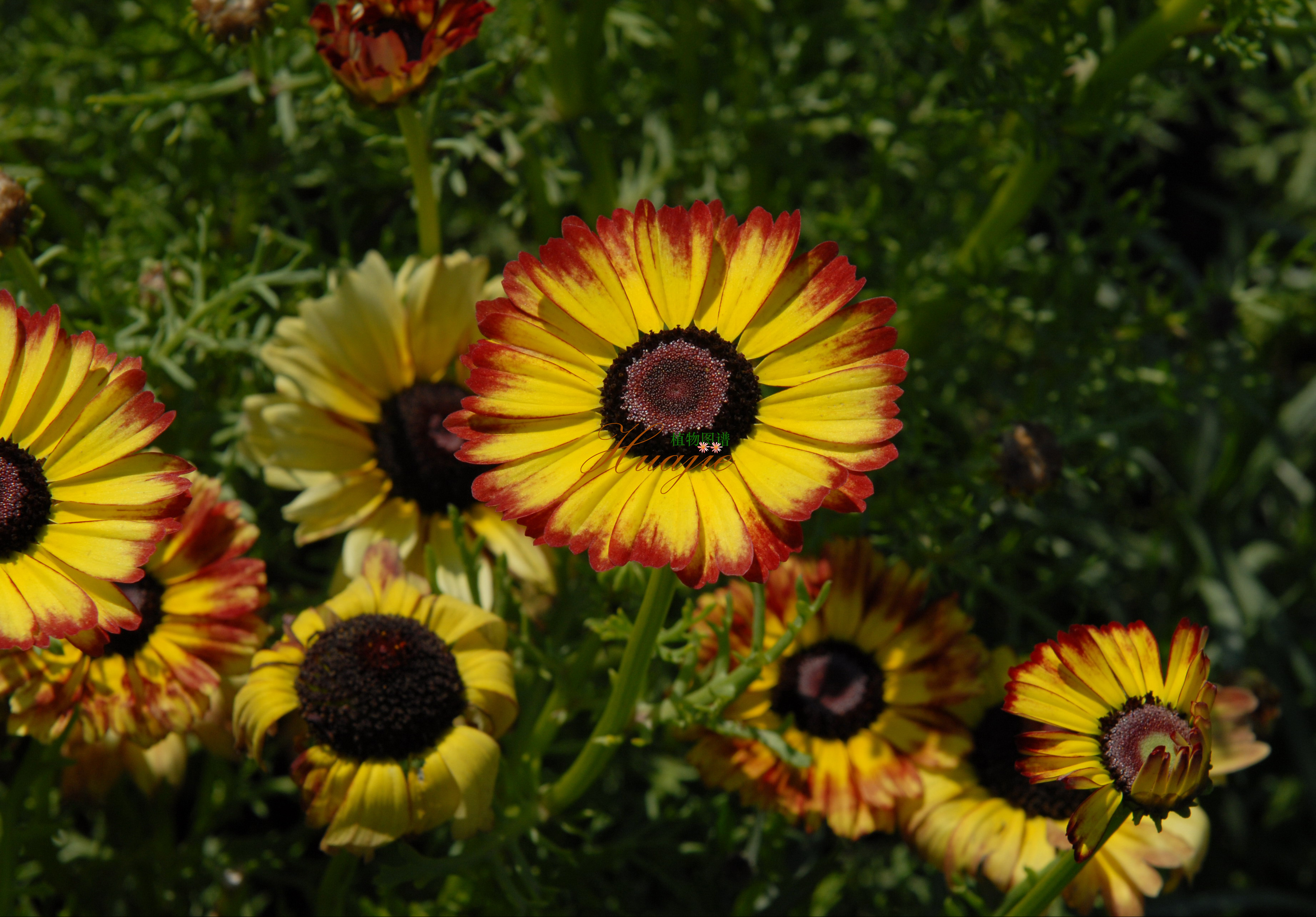  p>伞形花序,是 a href="#" data-lemmaid="1381367">无限花序 /a>的