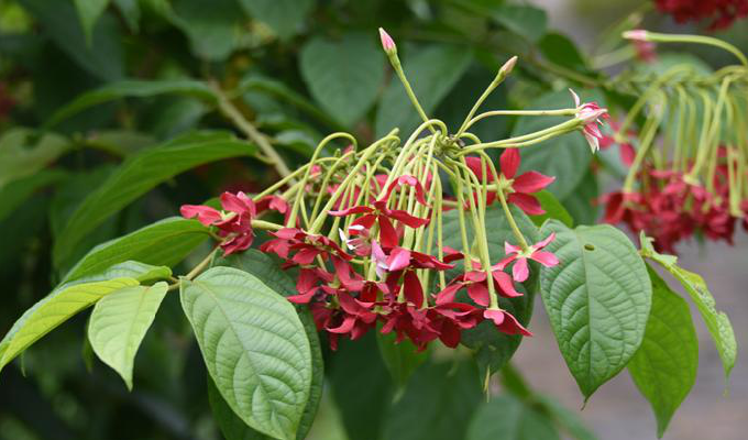  p>使君子属(学名:quisqualis linn), a target="_blank" href="/item