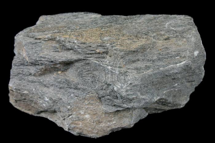  p>角闪石族矿物的总称,角闪石属闪石族中一员.