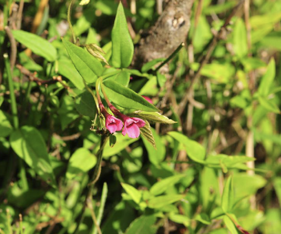  p>红素馨(学名: i>jasminum beesianum  /i>forrest et diels)是木犀