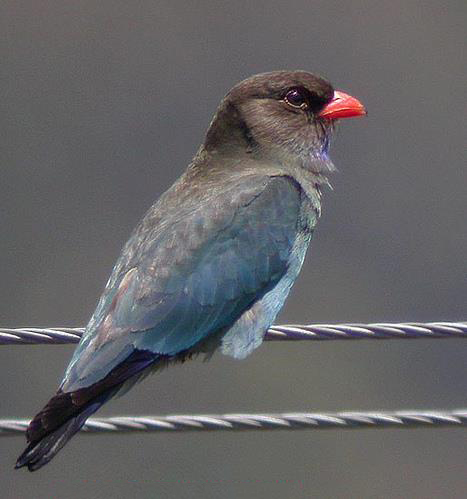 eurystomus orientalis