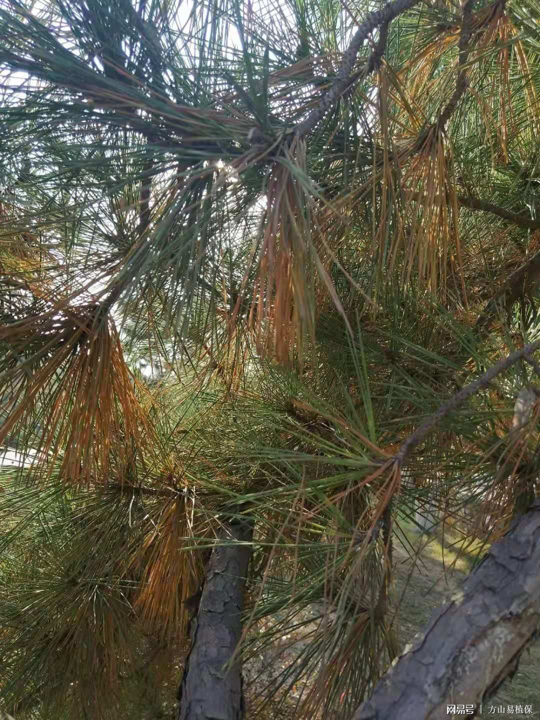 id="gnb67yaxpf">松落针病是由散斑壳属的真菌引起的,发生在松的病害