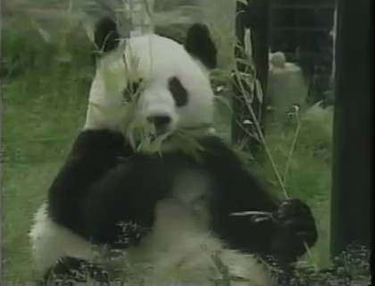  p data-id="gnvjr99wnc">成成,大熊猫,雌性,谱系号297.
