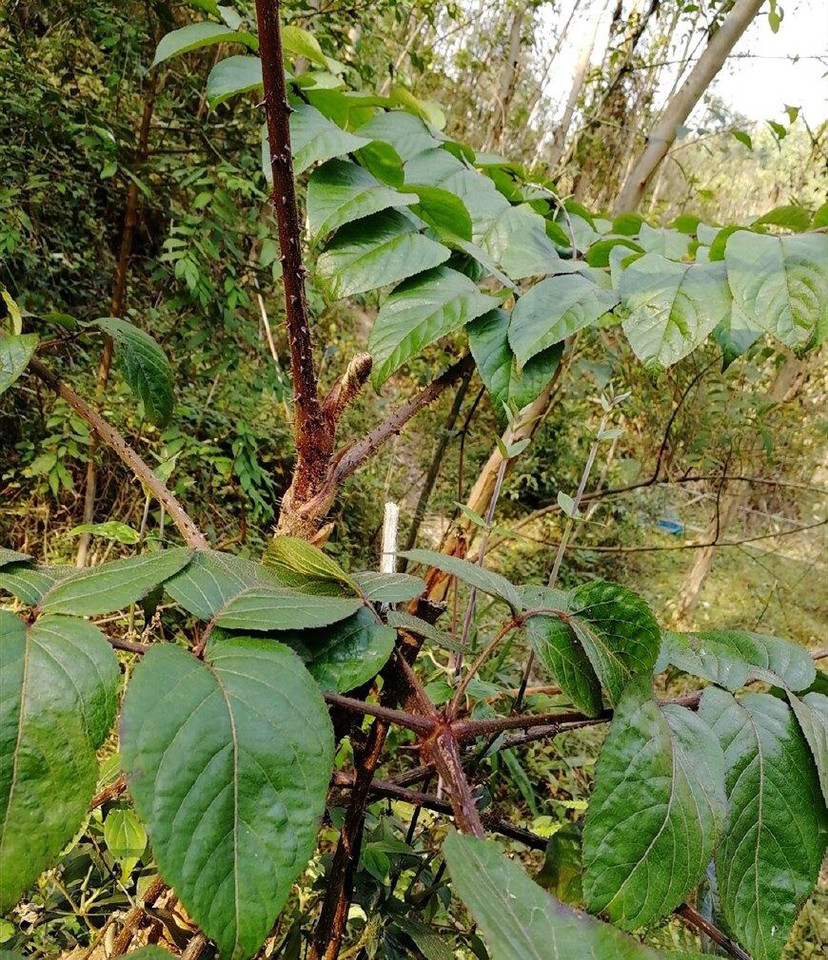 为五加科植物虎刺楤木 i>aralia armata /i> (wall.) seem.