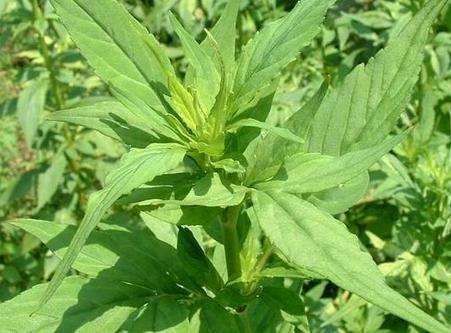 败酱草