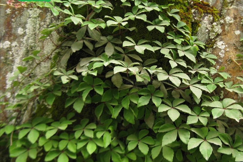 狭叶崖爬藤(原变种)