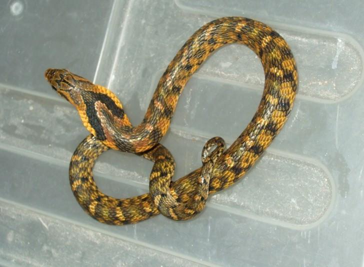 生活于高山地区,捕食蛙类.无毒.因形似眼镜蛇,常被误认为有毒. /p>