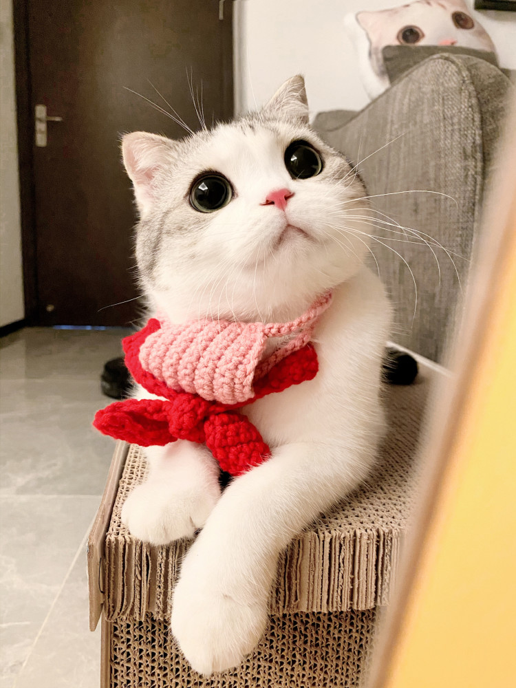 香香软软的小泡芙