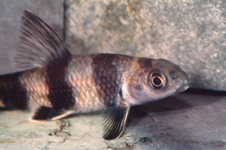 p>华鳈(学名: i>sarcocheilichthys sinensis /i>)是鲤科,鰁属鱼类.