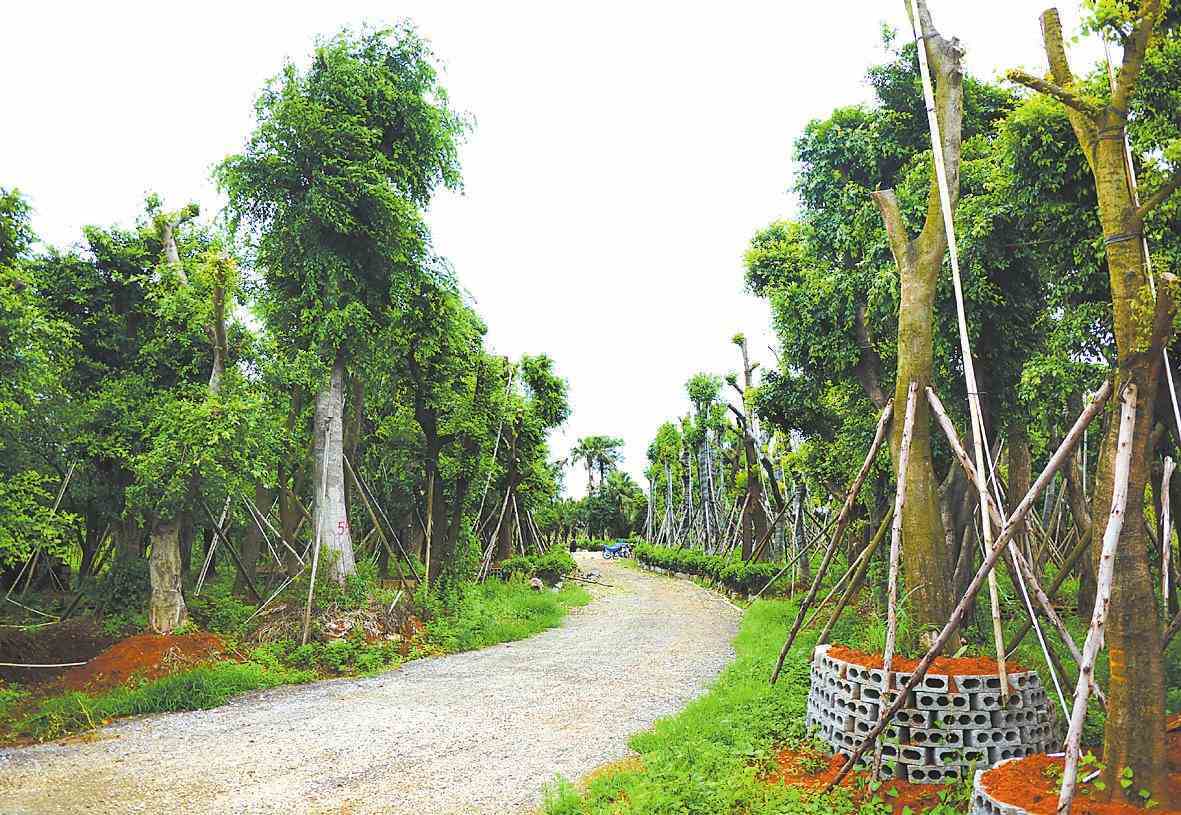  p>沙塘镇,隶属广西壮族自治区柳州市 a target="_blank" href="/item