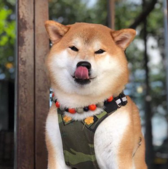 柴犬：最代表日本民族精神的犬种_百科TA说