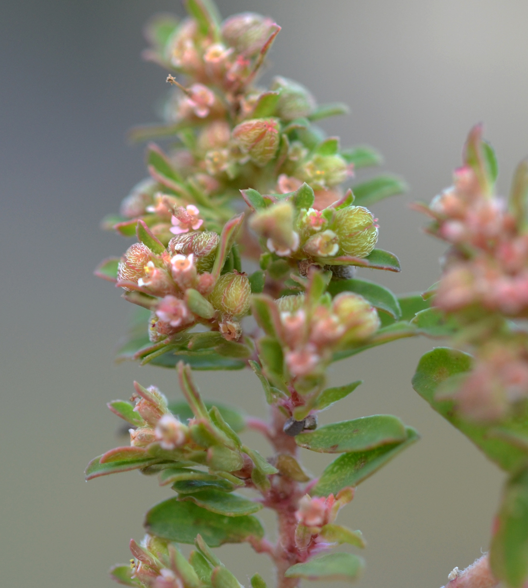  p>斑地锦草(学名: i>euphorbia maculata /i> l.