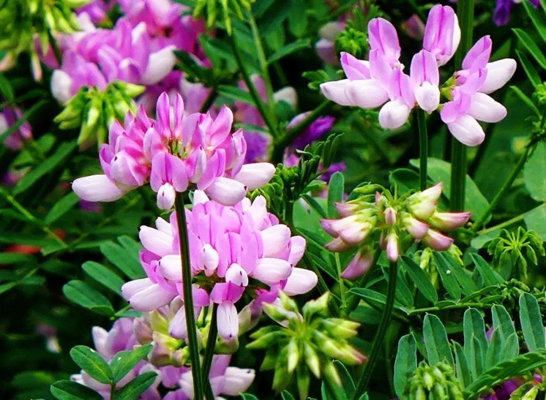 长在路边的小冠花 生长能力极强 每次开花一大片 百科ta说