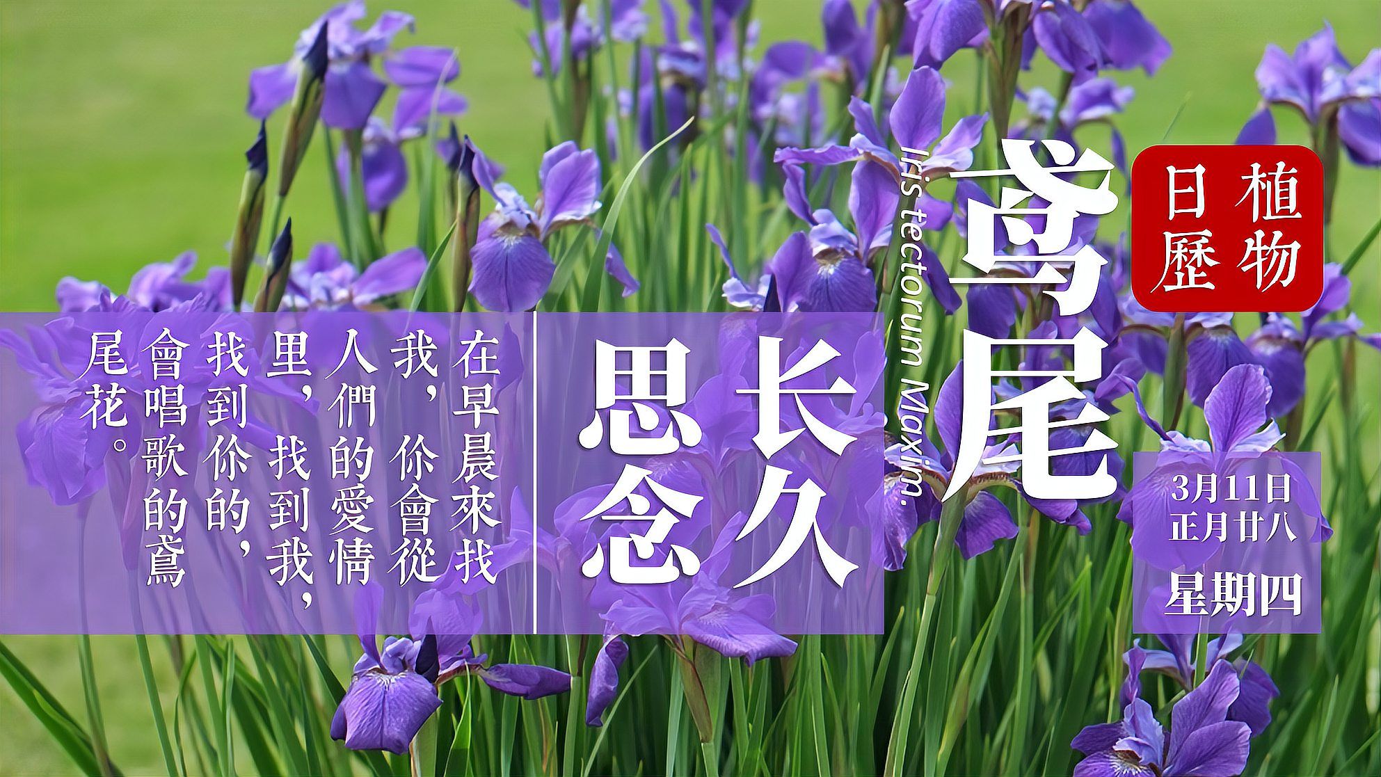 蝴蝶花 鸢尾科鸢尾属植物 百度百科