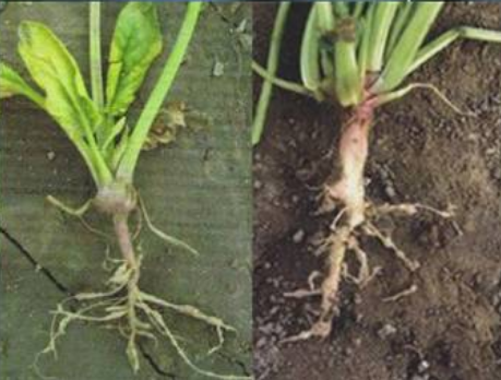 菠菜根结线虫病