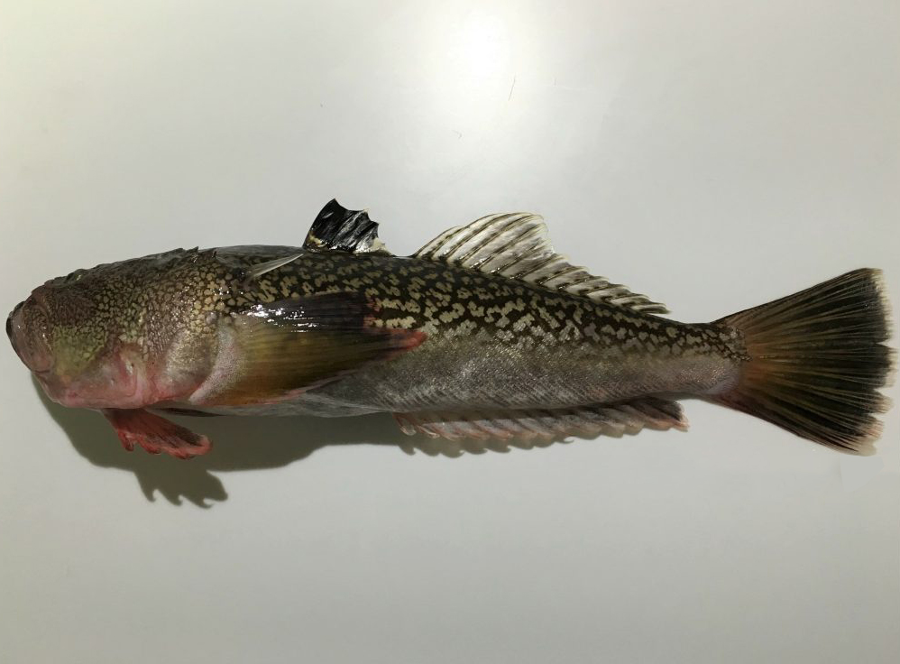  p>日本鰧(学名: i>uranoscopus japonicus /i>)是鰧科鰧属的一种鱼类