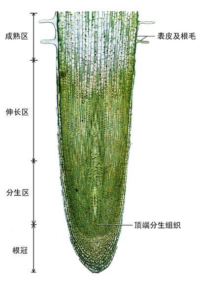 分生区_百度百科