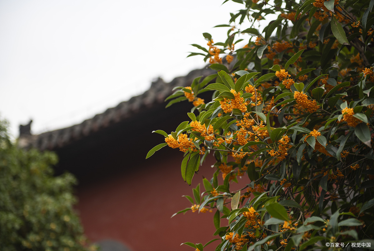 此花堪称“十里飘香”，比月季还好养，阳台栽1盆，颜值高又漂亮_百科TA说