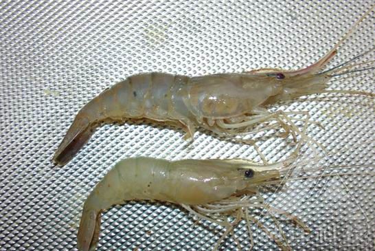 罗氏沼虾肌肉白浊病是由诺达病毒引起的发生在罗氏沼虾身上的一种病害