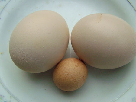 袖珍鸡蛋