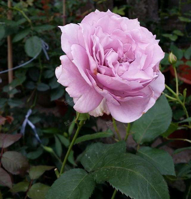 诺瓦利斯月季_1