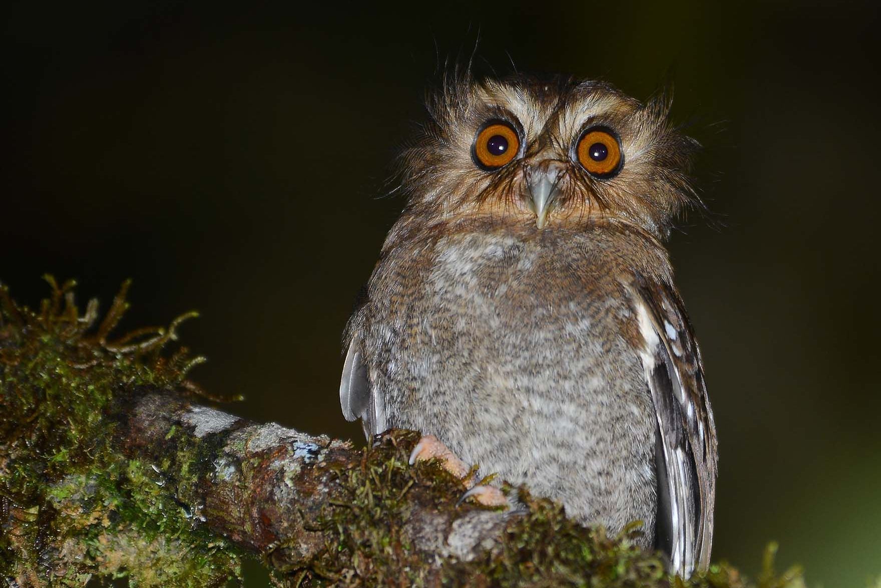 ">长须鸮 /a>是1976年被发现的,学名为xenoglaux,意为"奇异的猫头鹰"