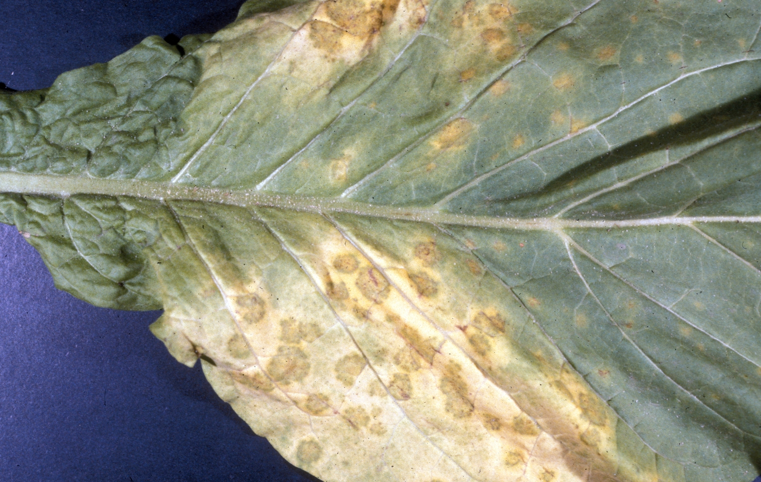 由烟草霜霉菌侵染所引起,发生在烟草上的病害,主要为害烟草叶片,亦可