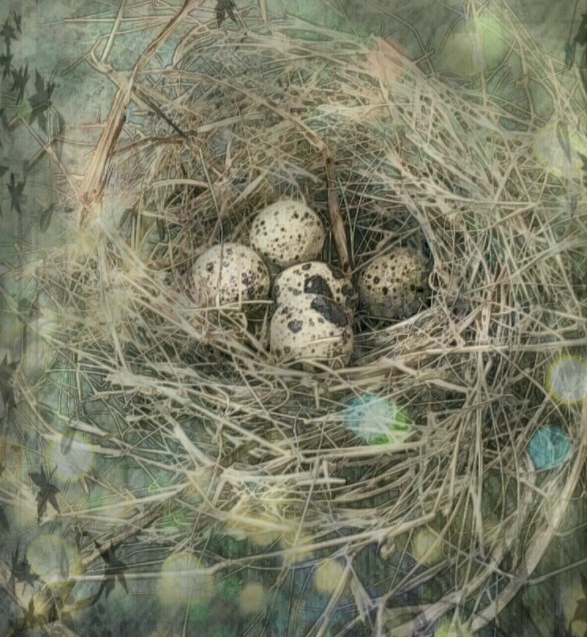  p>鹌鹑(学名: i>coturnix japonica /i>):雉科,鹌鹑属鹑类,体长14-20