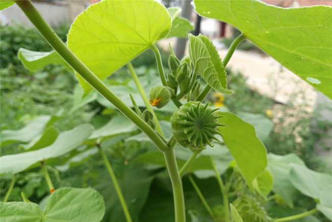 theophrasti /i> medicus)锦葵科苘麻属一年生亚灌木草本植物