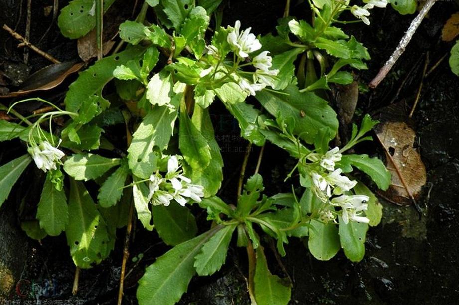 arabis flagellosa