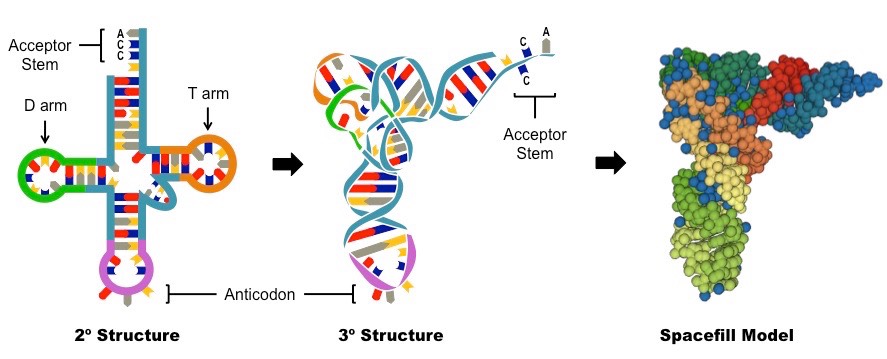  p>转运rna(transfer rna),又称传送核糖核酸, a href="#" data-lemma