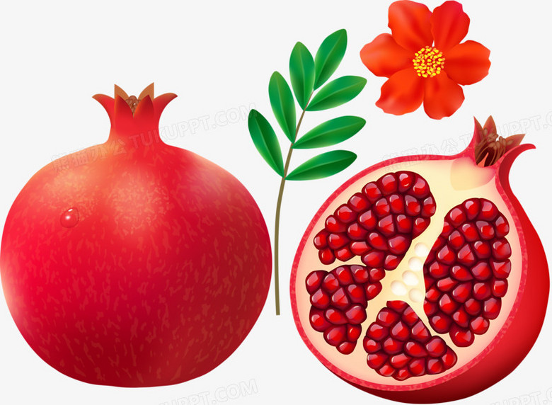  p data-id="twjkwrk85pgl">石榴( i>punica granatum /i> l.
