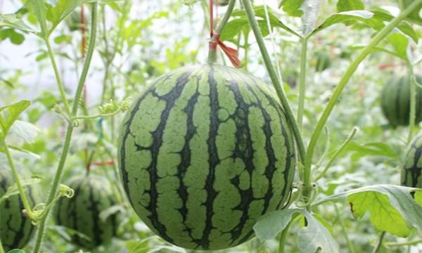 转基因西瓜