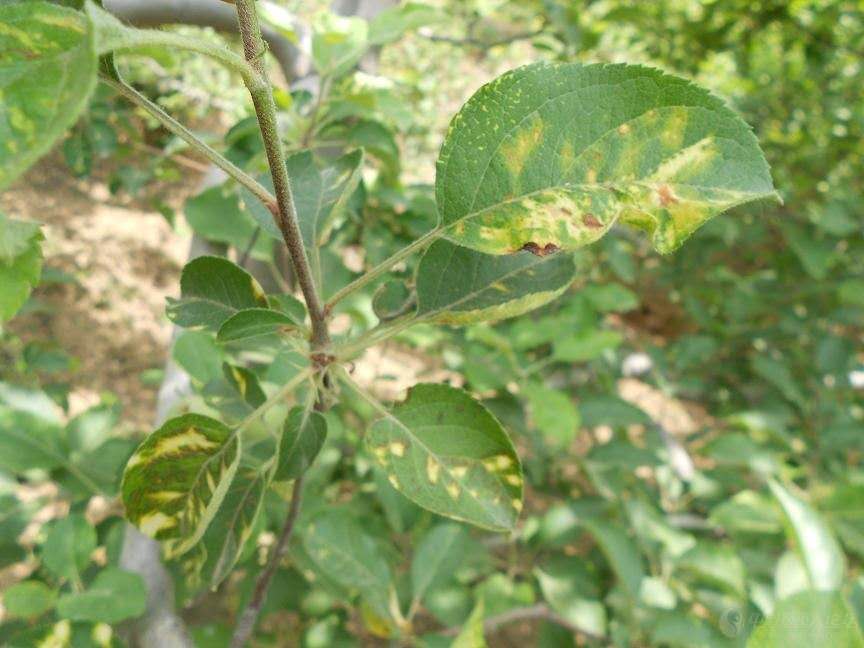 苹果褐斑病
