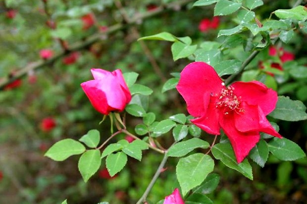 大红蔷薇(原变种)