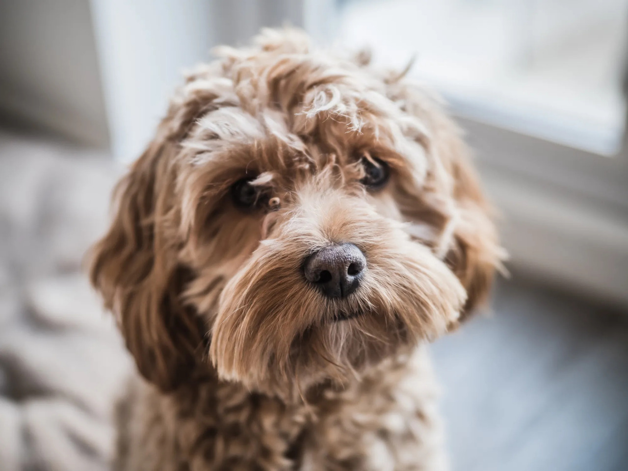 可卡布犬_百度百科