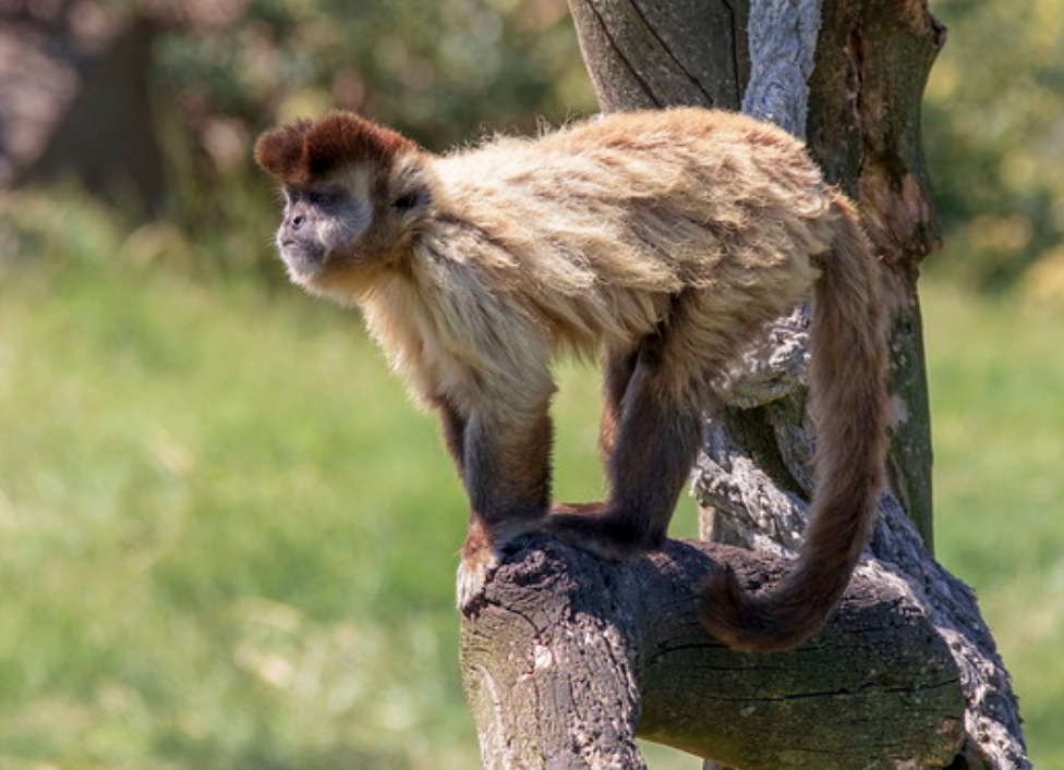  p>髯悬猴(学名: i>sapajus libidinosus /i>):是卷尾猴科,悬猴属的
