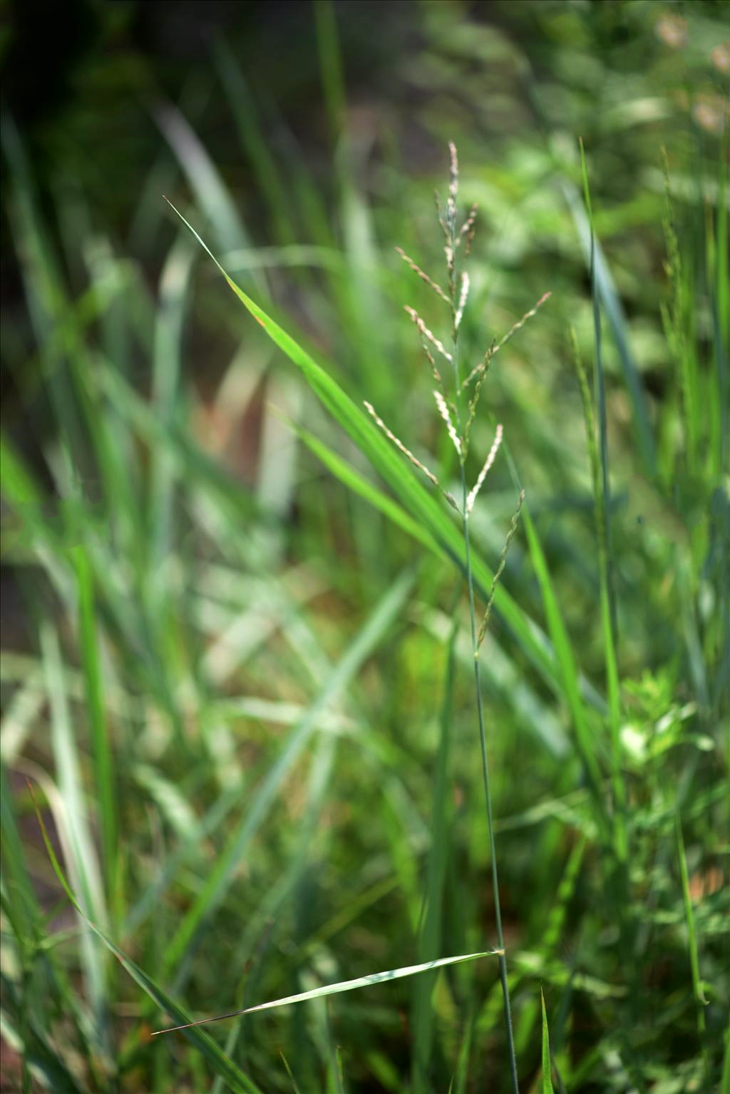  p>双稃草(学名: i>leptochloa fusca /i> (linnaeus) kunth)是禾本科