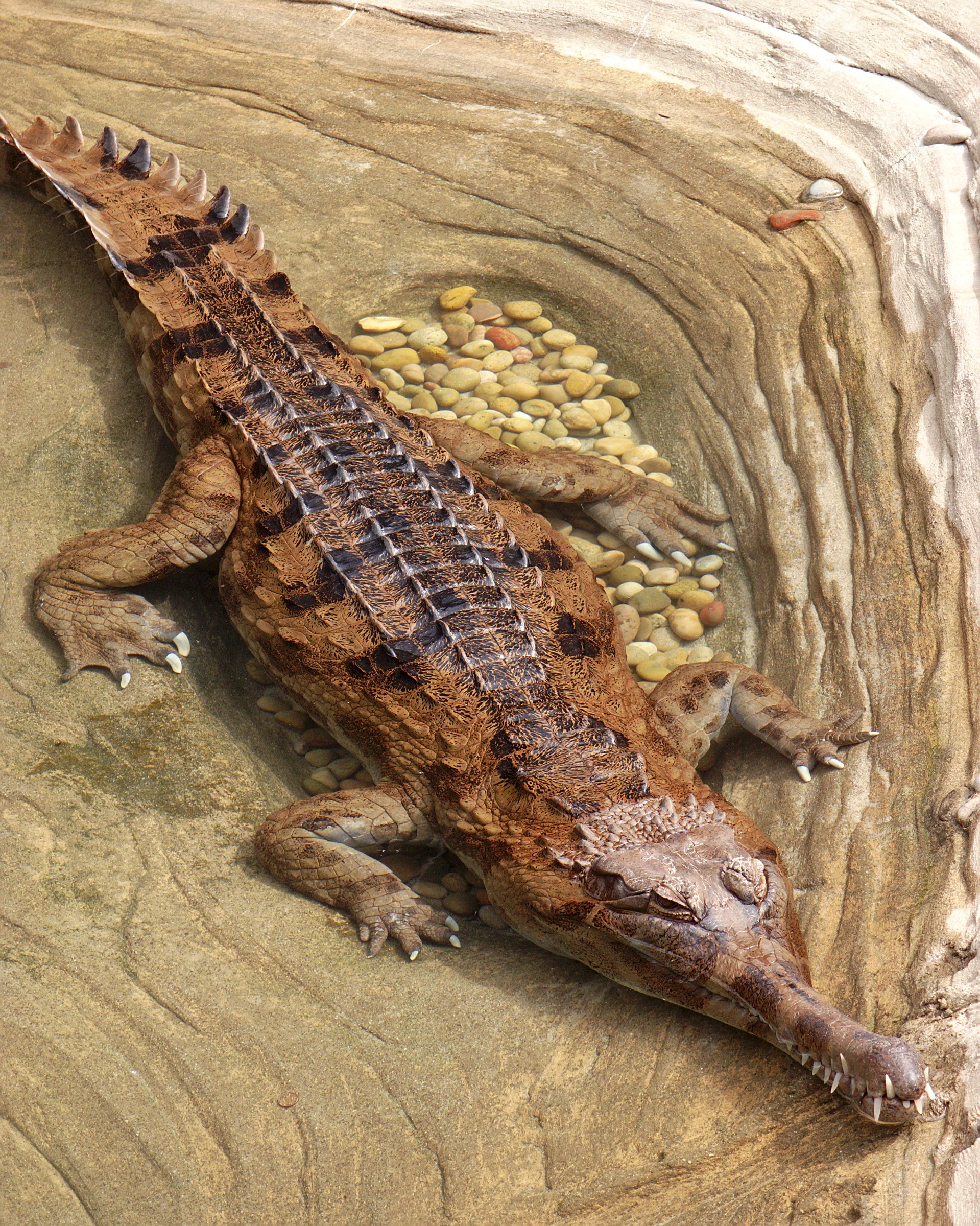  p>马来鳄(学名: i>tomistoma schlegelii /i>)是长吻鳄科,马来长吻鳄