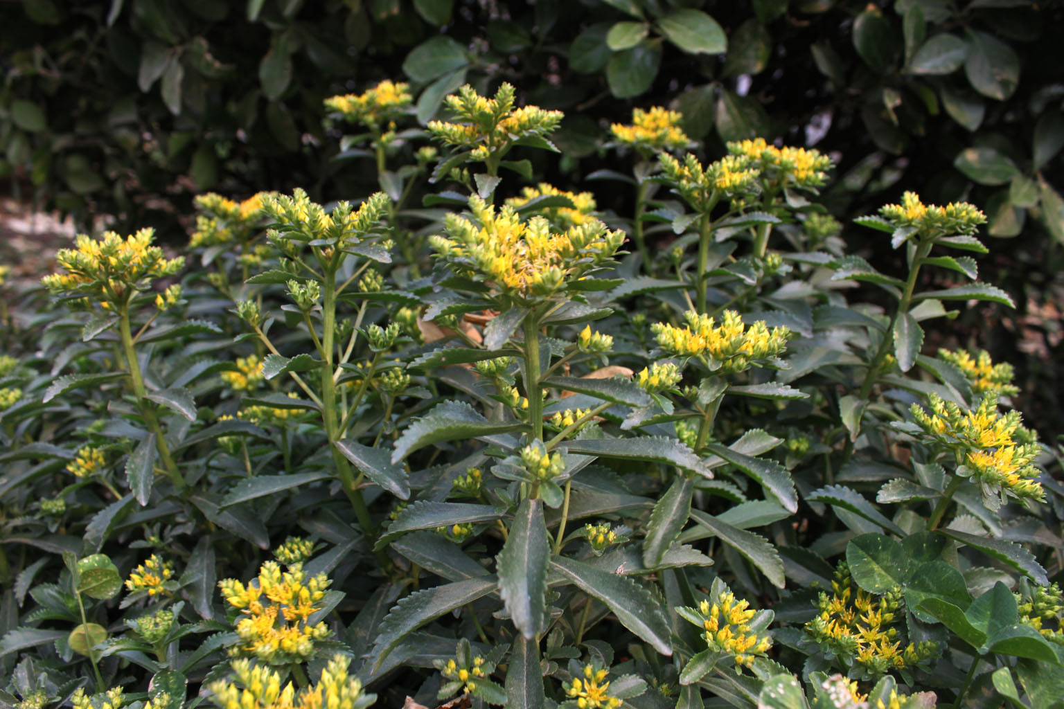  p>正别名 a href="#" data-lemmaid="3491373">五爪三七 /a>, a href