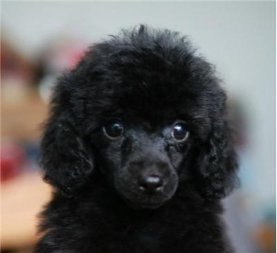  p>贵宾犬(poodle),也称"贵妇犬",又称"卷毛狗",在德语中,pudel是"