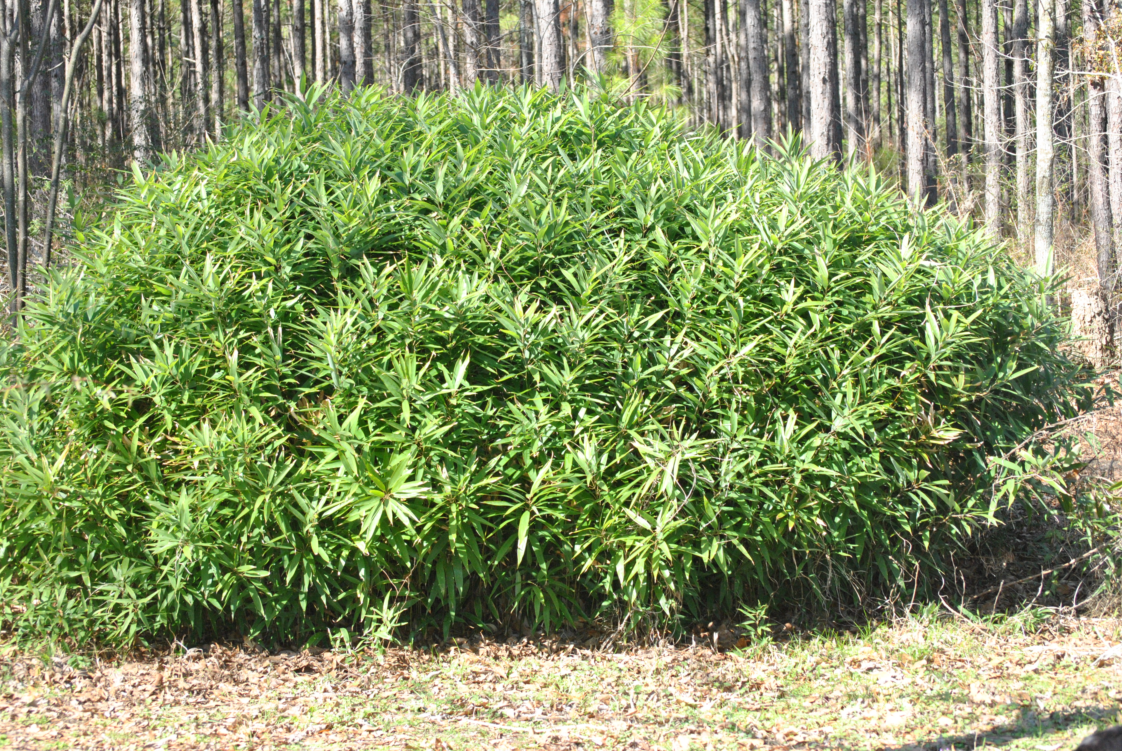 hu)是禾本科,倭竹属小型 a href="#" data-lemmaid="1520017">灌木 