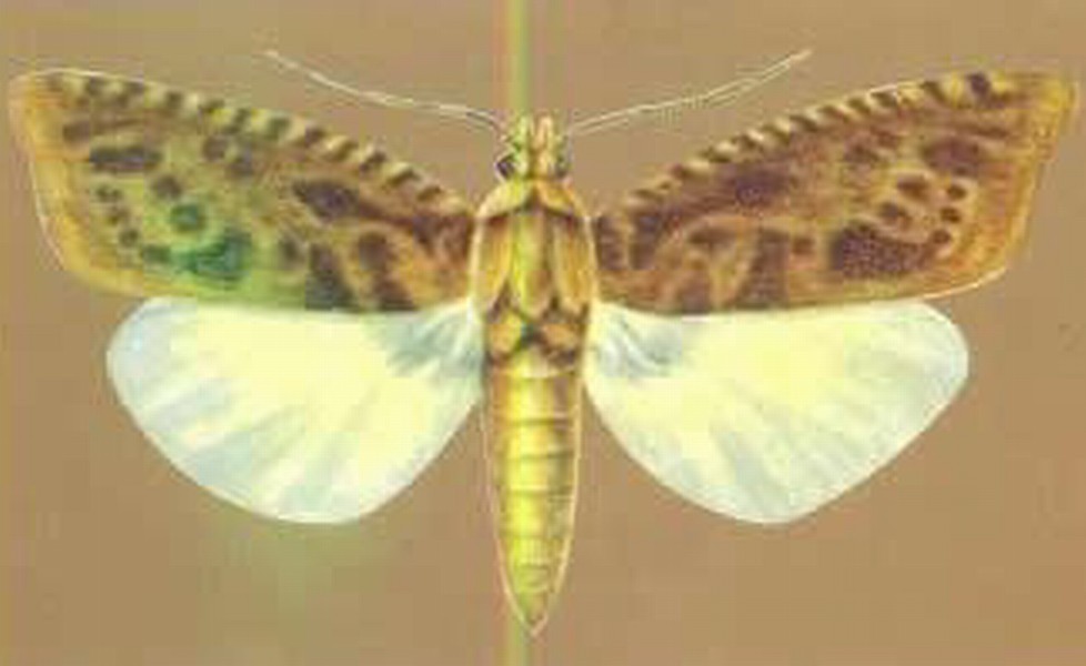  p>大豆食心虫( i>leguminivora glycinivorella /i>&nbsp