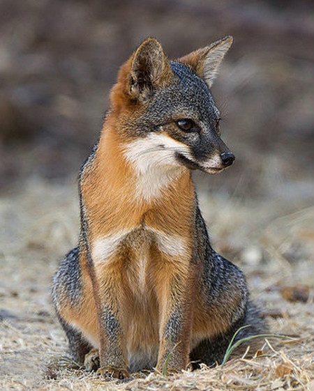  p>岛屿灰狐(学名: i>urocyon littoralis /i>):是一种小型 a href="