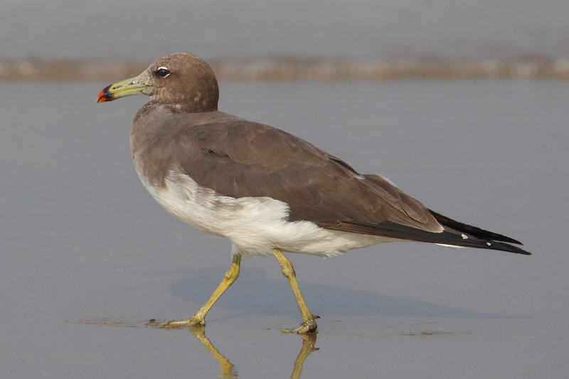  p>渔鸥(学名: i>larus ichthyaetus /i>)体长68厘米,是形体较大的背