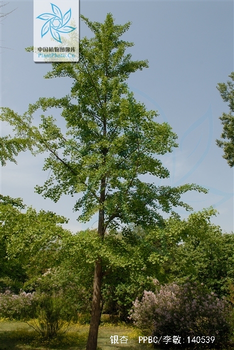 幼树树皮浅纵裂,大树之皮呈灰褐色,深纵裂,粗糙;幼年及壮年树冠圆锥形
