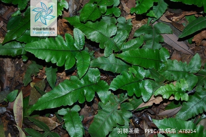 smith),为金星蕨科植物羽裂圣蕨的根茎,具有补脾和胃功效. /p>