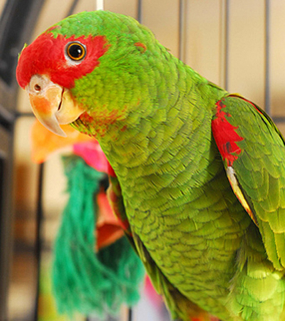  p>红眼镜亚马逊鹦鹉(学名:amazona pretrei)是典型的 a href="#"