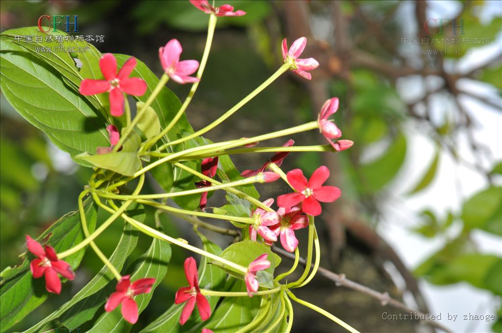  p>使君子属(学名:quisqualis linn), a target="_blank" href="/item