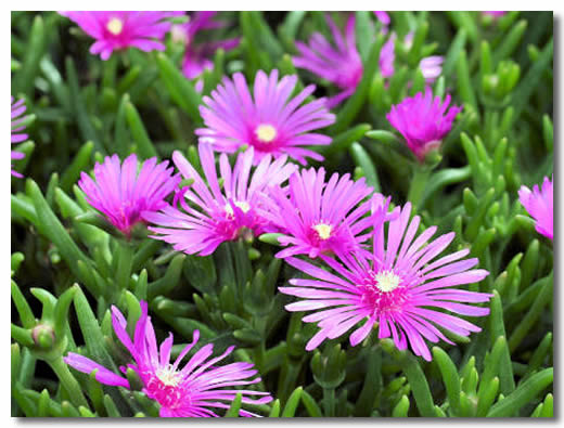  p>禾叶多萝花为番杏科三色松叶菊属,别名三色松叶菊.